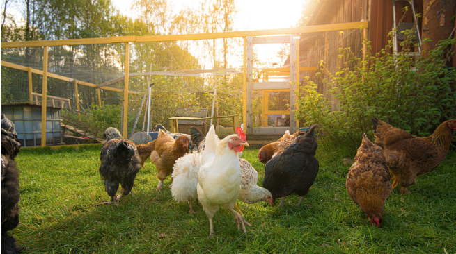 Tell Your Agent Before Buying Backyard Chickens